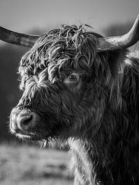 Close-up van een schotse hooglander van Kayleigh Heppener