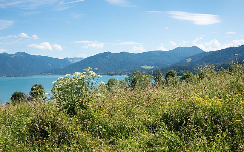 Wilde weide aan de Tegernsee met uitzicht op de Alpen van SusaZoom
