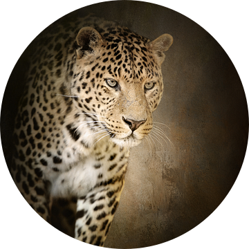 Luipaard van Diana van Tankeren