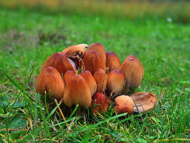 Champignons des prés 3 par Edgar Schermaul