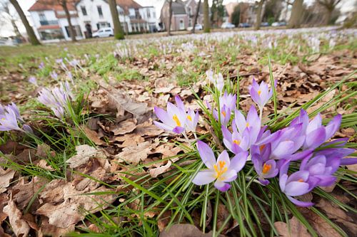 krokussen kondigen de lente aan