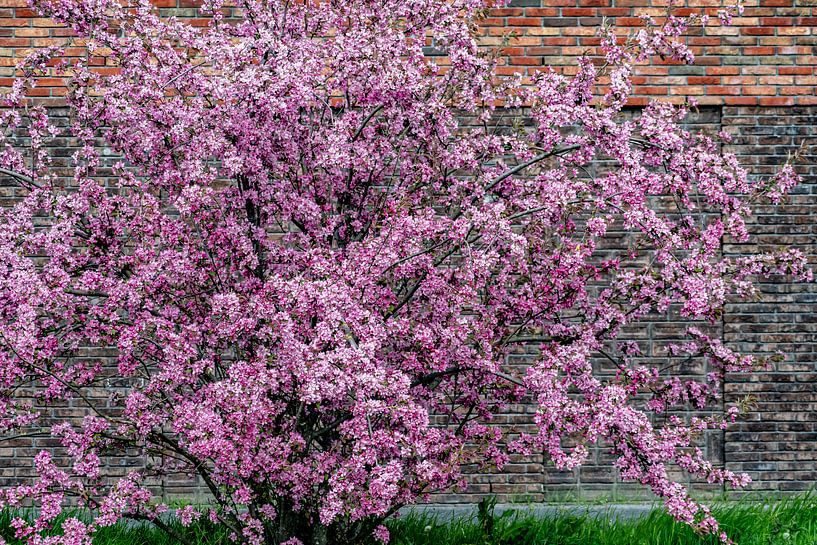 Pretty Pink by Truckpowerr