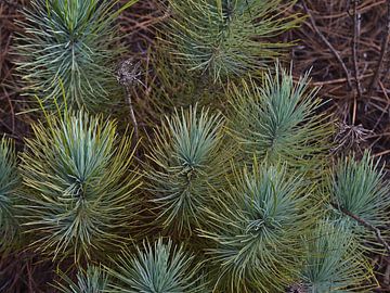 Young canary pines, Gran Canaria by Timon Schneider
