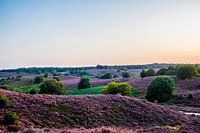 La bruyère sur Veluwe en pleine floraison