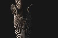 Zebra | Bildende Kunst | Streifen | Farbe