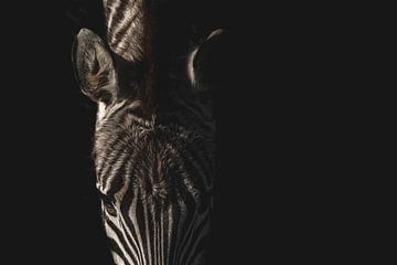 Zebra | fine-art | strepen | kleur van Femke Ketelaar
