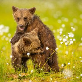 Playing Brown bear cubs by Chris Stenger