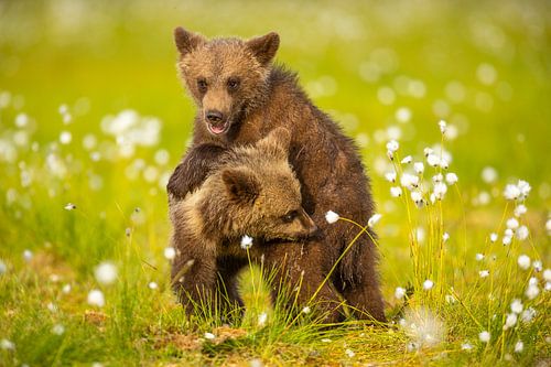 Spelende Bruine beer welpen
