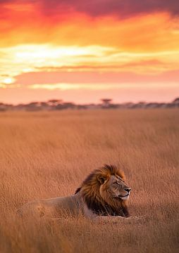 Lion "King of the Savannah: The Legacy of the Wilderness"