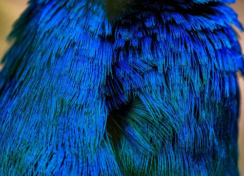 Résumé de Peacock no. 2