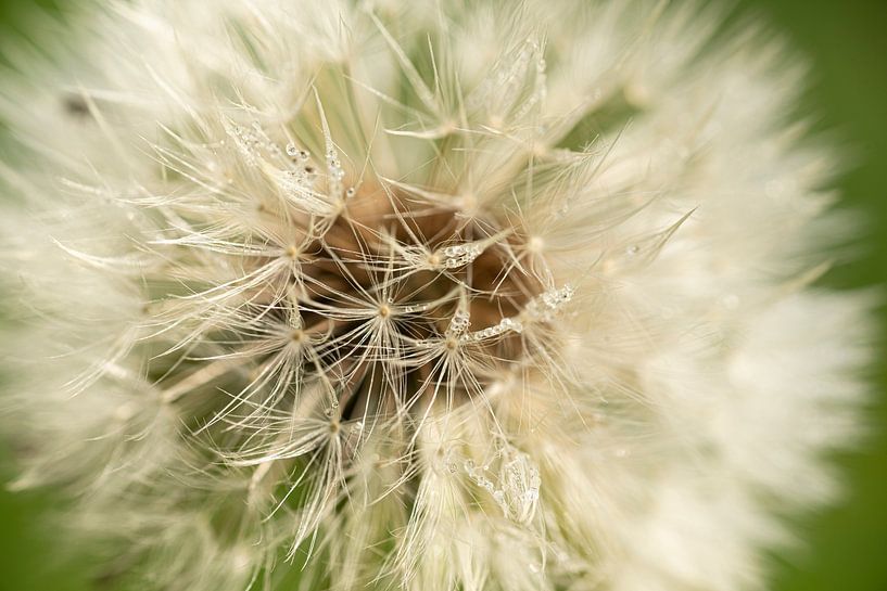 Blooming dandelion. by René Jonkhout