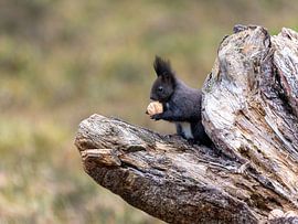 Écureuil avec noix