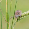 Dwergmuis in graan van Rene van Dam