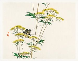 Flannel flower (Actinotus helianthi) door Kōno Bairei van Studio POPPY