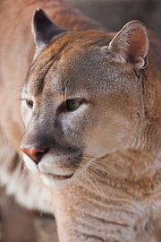 Muzzle of cougar puma by Michael Semenov