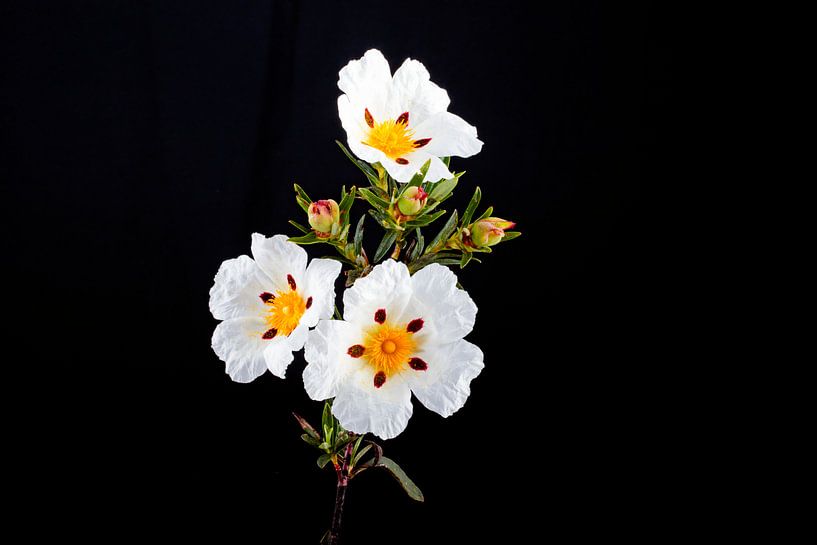 Rotsroos - Cistus ladanifer - in de velden van Alentejo in Portugal by Eye on You