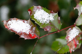 Mit Schnee bedeckte Stechpalmenblätter im Winter von de-nue-pic