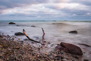 Treibholz an der Küste der Ostsee bei Warnemünde
