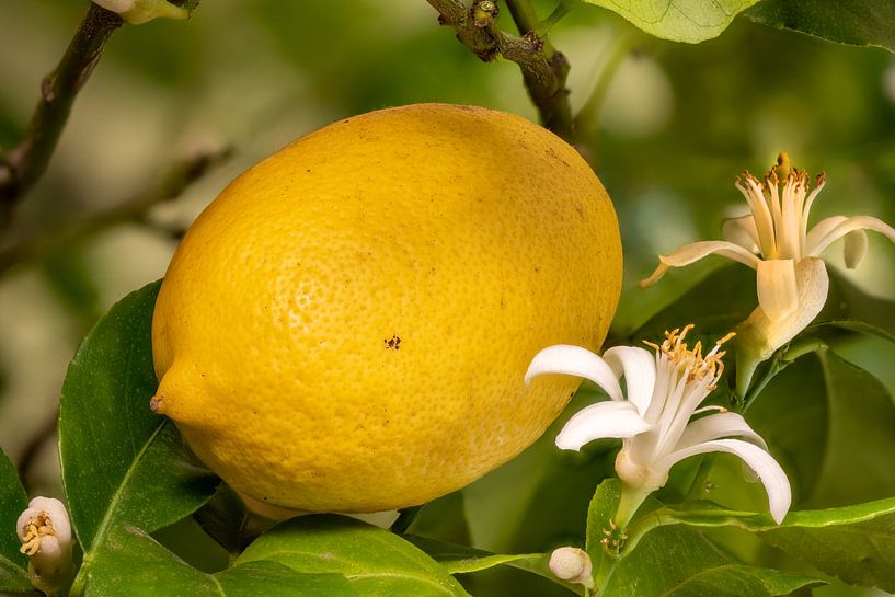 Le citronnier par Hans-Jürgen Janda