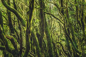 The hairy forest by Loris Photography