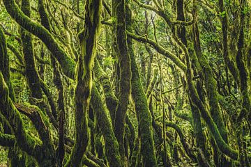 Het harige bos van Joris Pannemans - Loris Photography