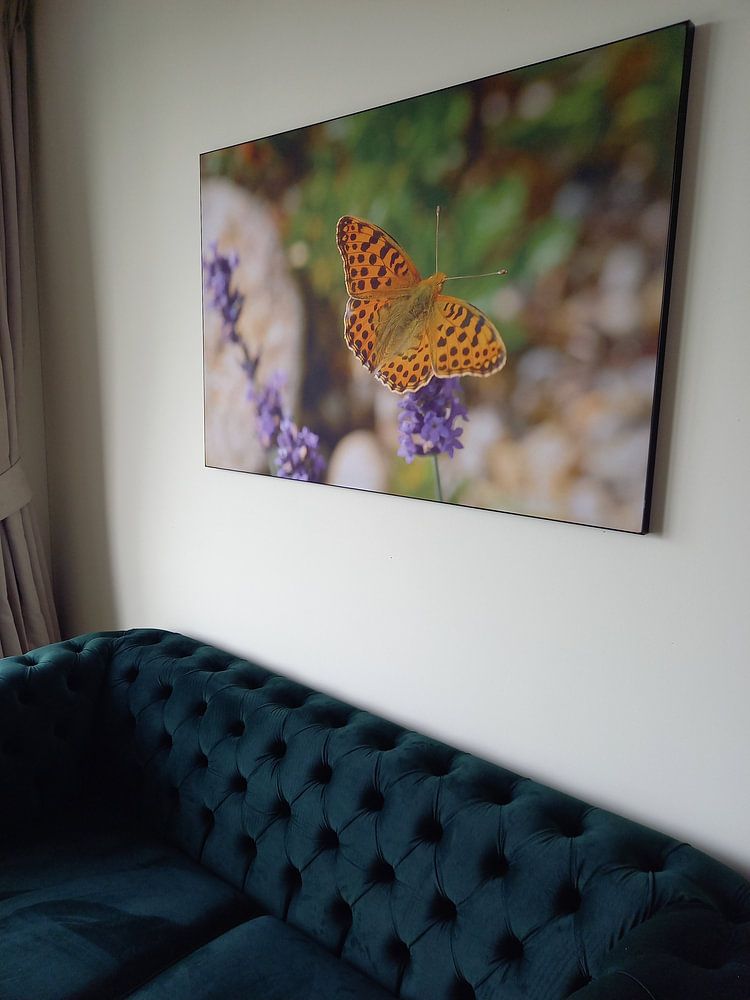 Kleiner Perlmuttfalter  von Karin Jähne 