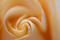 Weiche Rose von Rudy De Maeyer Miniaturansicht