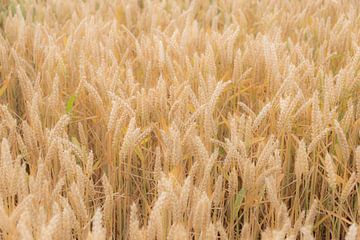 Grain d'or, aliment précieux sur Ans Bastiaanssen