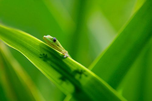 LP 70481874 Petit gecko sur une feuille