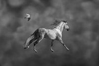 Freedom / Freedom