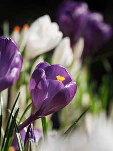 Purple Crocus in a Flower Field I by Mister Moret