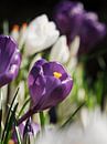 Paarse Krokus in bloemenveld van Mister Moret thumbnail