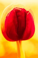 Rote Tulpe