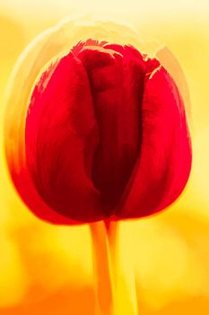 Red Tulip
