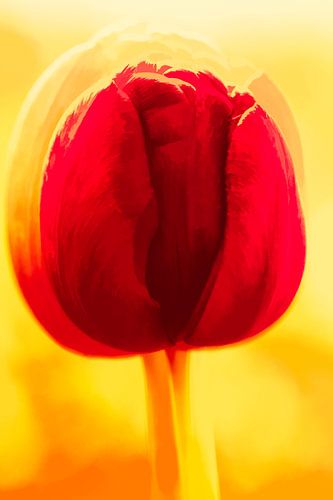 Rote Tulpe