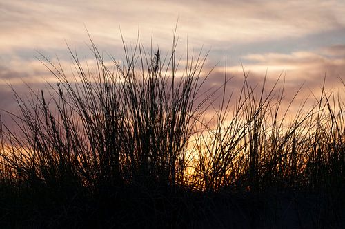 Rostock-Warnemuende : Dünengräser am Strand bei Abendd�mmerung