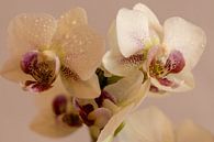 Orchidee von Jaap Mulder Miniaturansicht