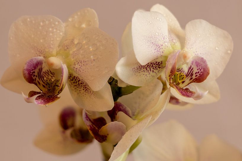 Orchidee von Jaap Mulder