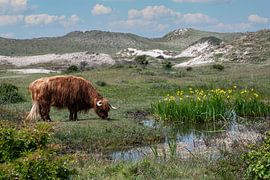 Scottish Highlander in the dunes