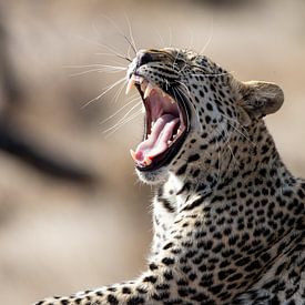 Luipaard | Zuid-Afrika | Krugerpark van Claudia van Kuijk