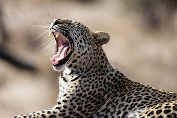 Leopard | Südafrika | Kruger Park von Claudia van Kuijk