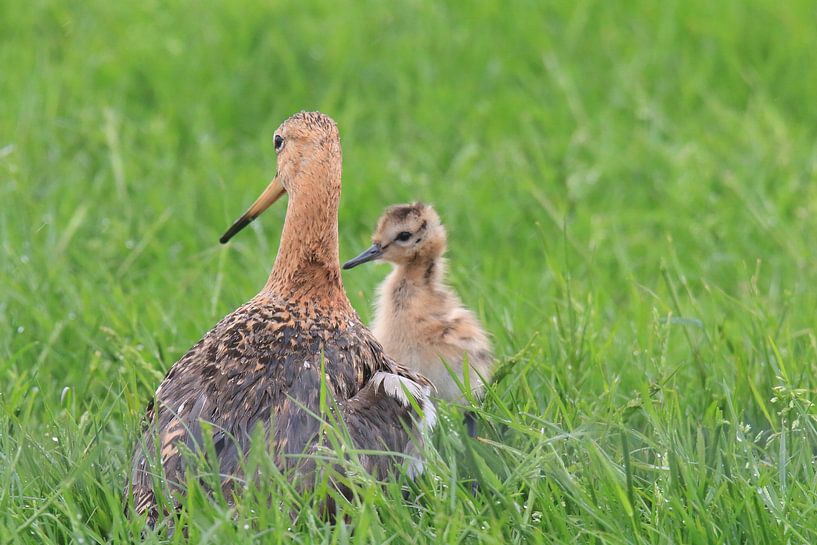 Black-tailed godwit with young (National bird) by Rinnie Wijnstra (FotoAmeland )