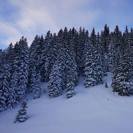 Winterse bomen met sneeuw in het Alpbachtal, Tirol, Oostenrijk van Kelly Alblas