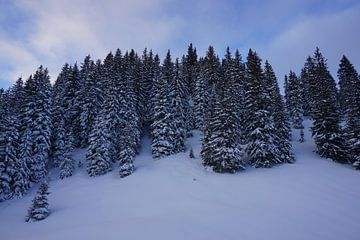 Winterse bomen met sneeuw in het Alpbachtal, Tirol, Oostenrijk van Kelly Alblas