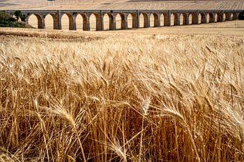 Bridge across the wheat-fields