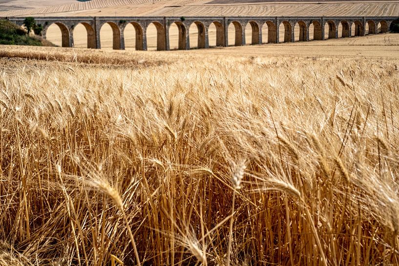 Bridge across the wheat-fields by Mario Creanza