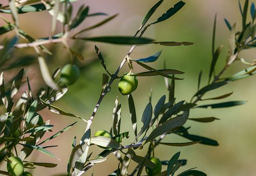 Ausgefallenes Olivgrün