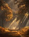 Zonnestralen in herfst bos van Rob Visser thumbnail