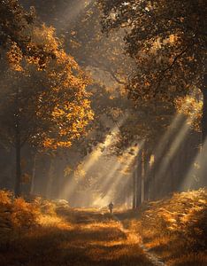 Zonnestralen in herfst bos van Rob Visser