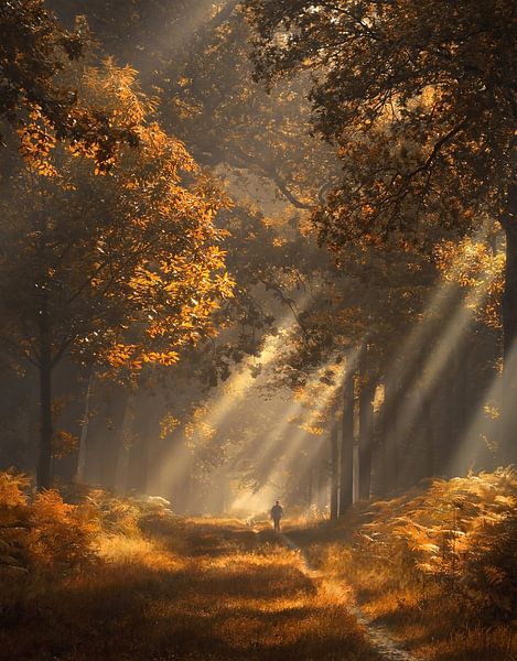 Sonnenstrahlen im Herbstwald von Rob Visser